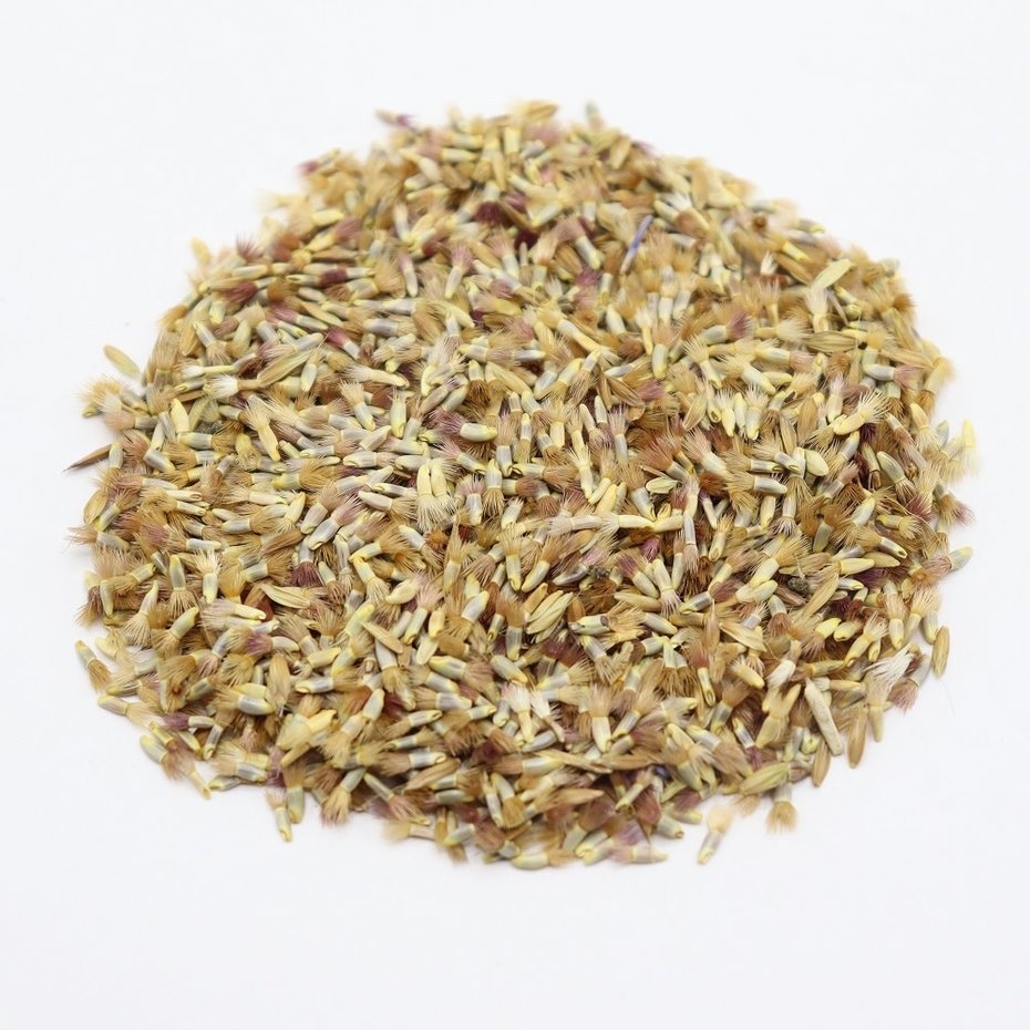 Korenbloem zaden - centaurea cyanus - 1 gram